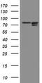 SPG7 Matrix AAA Peptidase Subunit, Paraplegin antibody, CF504420, Origene, Western Blot image 
