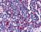 MSL-2 antibody, PA1-32851, Invitrogen Antibodies, Immunohistochemistry frozen image 