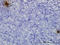 Tissue Factor Pathway Inhibitor 2 antibody, LS-C133528, Lifespan Biosciences, Immunohistochemistry paraffin image 