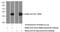 RAB43, Member RAS Oncogene Family antibody, 16760-1-AP, Proteintech Group, Western Blot image 