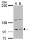 Laminin Subunit Gamma 2 antibody, PA5-22308, Invitrogen Antibodies, Western Blot image 