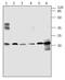 ADP Ribosylation Factor 4 antibody, GTX47932, GeneTex, Western Blot image 