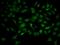 Tyrosine 3-Monooxygenase/Tryptophan 5-Monooxygenase Activation Protein Beta antibody, orb129765, Biorbyt, Immunofluorescence image 
