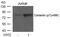 Cortactin antibody, GTX50295, GeneTex, Western Blot image 