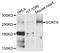 Sodium Voltage-Gated Channel Alpha Subunit 7 antibody, STJ112128, St John