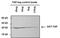 TAP Tag antibody, NBP2-54891, Novus Biologicals, Western Blot image 