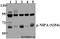 Zinc Finger C3HC-Type Containing 1 antibody, A07135S354, Boster Biological Technology, Western Blot image 