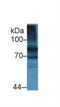 Transferrin Receptor 2 antibody, MBS2003395, MyBioSource, Western Blot image 