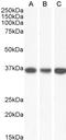Malate Dehydrogenase 1 antibody, LS-B16866, Lifespan Biosciences, Western Blot image 