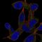 GRB2 Associated Binding Protein 2 antibody, PA5-64878, Invitrogen Antibodies, Immunofluorescence image 