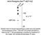 Eukaryotic Translation Elongation Factor 1 Alpha 2 antibody, NBP2-29510, Novus Biologicals, Western Blot image 