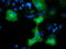 Adenylate Kinase 5 antibody, LS-C115590, Lifespan Biosciences, Immunofluorescence image 