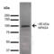 Neuronal PAS Domain Protein 4 antibody, SMC-495D-A594, StressMarq, Western Blot image 