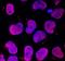 Developmental Pluripotency Associated 4 antibody, AF3674, R&D Systems, Immunocytochemistry image 