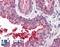 Tetraspanin 6 antibody, LS-A8761, Lifespan Biosciences, Immunohistochemistry frozen image 