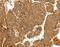 Collagen Type IV Alpha 1 Chain antibody, MBS2521740, MyBioSource, Immunohistochemistry frozen image 