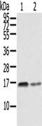 RAS Related antibody, CSB-PA444135, Cusabio, Western Blot image 