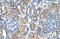 Metastasis Associated 1 Family Member 2 antibody, 29-893, ProSci, Immunohistochemistry frozen image 