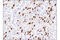 Neuronal Nuclei antibody, 24307S, Cell Signaling Technology, Immunohistochemistry paraffin image 
