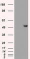 FKBP Prolyl Isomerase 5 antibody, LS-C114768, Lifespan Biosciences, Western Blot image 