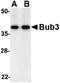 BUB3 Mitotic Checkpoint Protein antibody, LS-B1340, Lifespan Biosciences, Western Blot image 