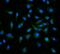 Neuropilin 1 antibody, M01324-1, Boster Biological Technology, Immunofluorescence image 