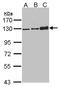 Desmoglein 2 antibody, LS-C185489, Lifespan Biosciences, Western Blot image 