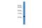 TNF Superfamily Member 4 antibody, PA5-44953, Invitrogen Antibodies, Western Blot image 