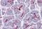 SLAIN Motif Family Member 1 antibody, A13403, Boster Biological Technology, Immunohistochemistry frozen image 