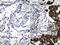 Tripartite Motif Containing 29 antibody, LS-C799163, Lifespan Biosciences, Immunohistochemistry paraffin image 
