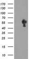 Non-POU Domain Containing Octamer Binding antibody, TA504829, Origene, Western Blot image 