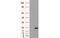 SL cytokine antibody, MBS532920, MyBioSource, Western Blot image 