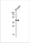 Transcription Factor AP-2 Gamma antibody, TA328193, Origene, Western Blot image 