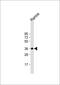 POU Class 2 Homeobox Associating Factor 1 antibody, GTX80565, GeneTex, Western Blot image 