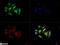 CREB Regulated Transcription Coactivator 2 antibody, NBP2-22356, Novus Biologicals, Immunofluorescence image 