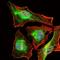 BPI Fold Containing Family B Member 1 antibody, NBP2-37489, Novus Biologicals, Immunofluorescence image 