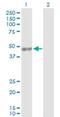 Period Circadian Regulator 3 antibody, H00008863-D01P, Novus Biologicals, Western Blot image 