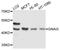G Protein Subunit Alpha I3 antibody, A13307, ABclonal Technology, Western Blot image 