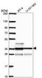 RING finger protein MOMO antibody, HPA074151, Atlas Antibodies, Western Blot image 