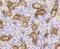 Small Ubiquitin Like Modifier 1 antibody, NBP2-67419, Novus Biologicals, Immunohistochemistry paraffin image 