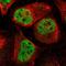 Myocyte Enhancer Factor 2D antibody, HPA007114, Atlas Antibodies, Immunofluorescence image 