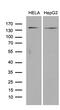 Rho/Rac Guanine Nucleotide Exchange Factor 18 antibody, M08684, Boster Biological Technology, Western Blot image 