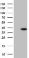 Kruppel Like Factor 9 antibody, TA808446, Origene, Western Blot image 
