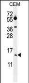 Matrix Gla Protein antibody, PA5-71604, Invitrogen Antibodies, Western Blot image 