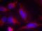Fms Related Tyrosine Kinase 3 antibody, A00188, Boster Biological Technology, Immunofluorescence image 
