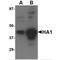 Morphogenetic neuropeptide antibody, TA160078, Origene, Western Blot image 
