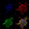 Sodium Leak Channel, Non-Selective antibody, 11568, QED Bioscience, Immunocytochemistry image 