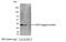 Glutathione S-Transferase Alpha 1 antibody, 18844P, QED Bioscience, Western Blot image 