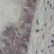 Nuclear Transport Factor 2 Like Export Factor 2 antibody, FNab05946, FineTest, Immunohistochemistry frozen image 