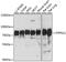 Protein Tyrosine Phosphatase Non-Receptor Type 11 antibody, GTX35210, GeneTex, Western Blot image 